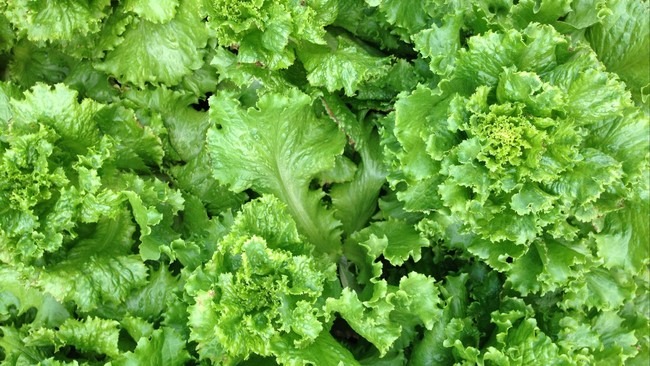 The Surprising Health Benefits of Lettuce: From Strengthening Bones to Preventing Cancer